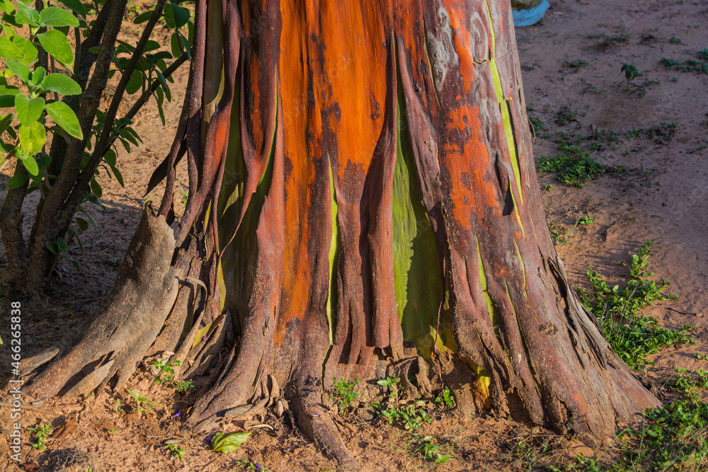 Mulateiro tree Rapé Mulateiro