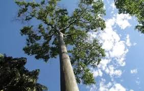 El Rapé Mulateiro es una mezcla elaborada a partir de la corteza del árbol Mulateiro, tabaco silvestre (Nicotiana rustica) y otras hierbas medicinales.