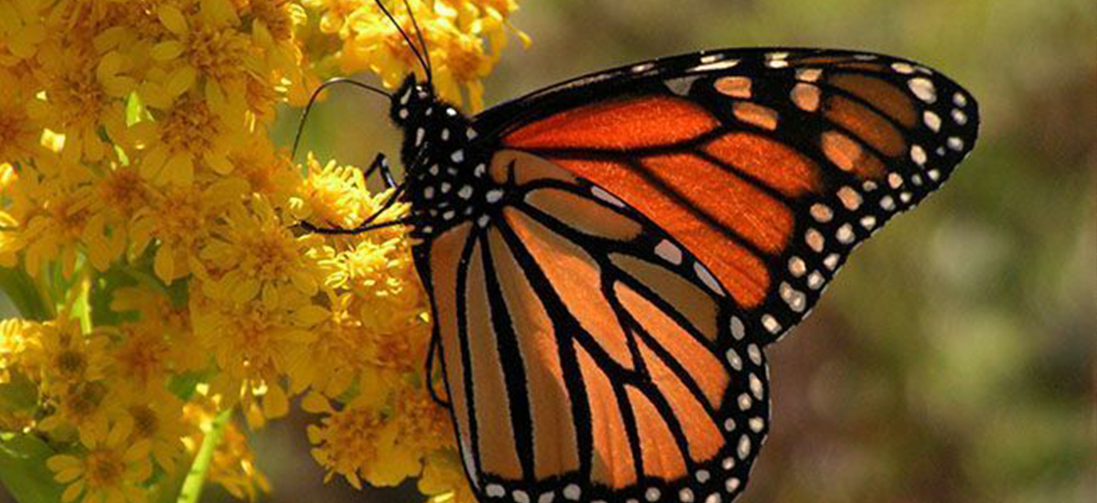 La Mariposa: Un Viaje Espiritual a Través de Culturas y la Conexión con el Rapé Borboleta da Majé