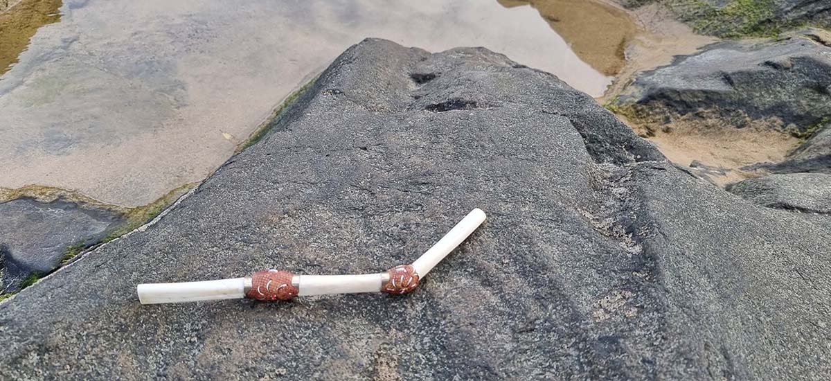 Cómo Elegir tu Kuripe o Tepi: La Herramienta Perfecta para tu Ritual de Rapé